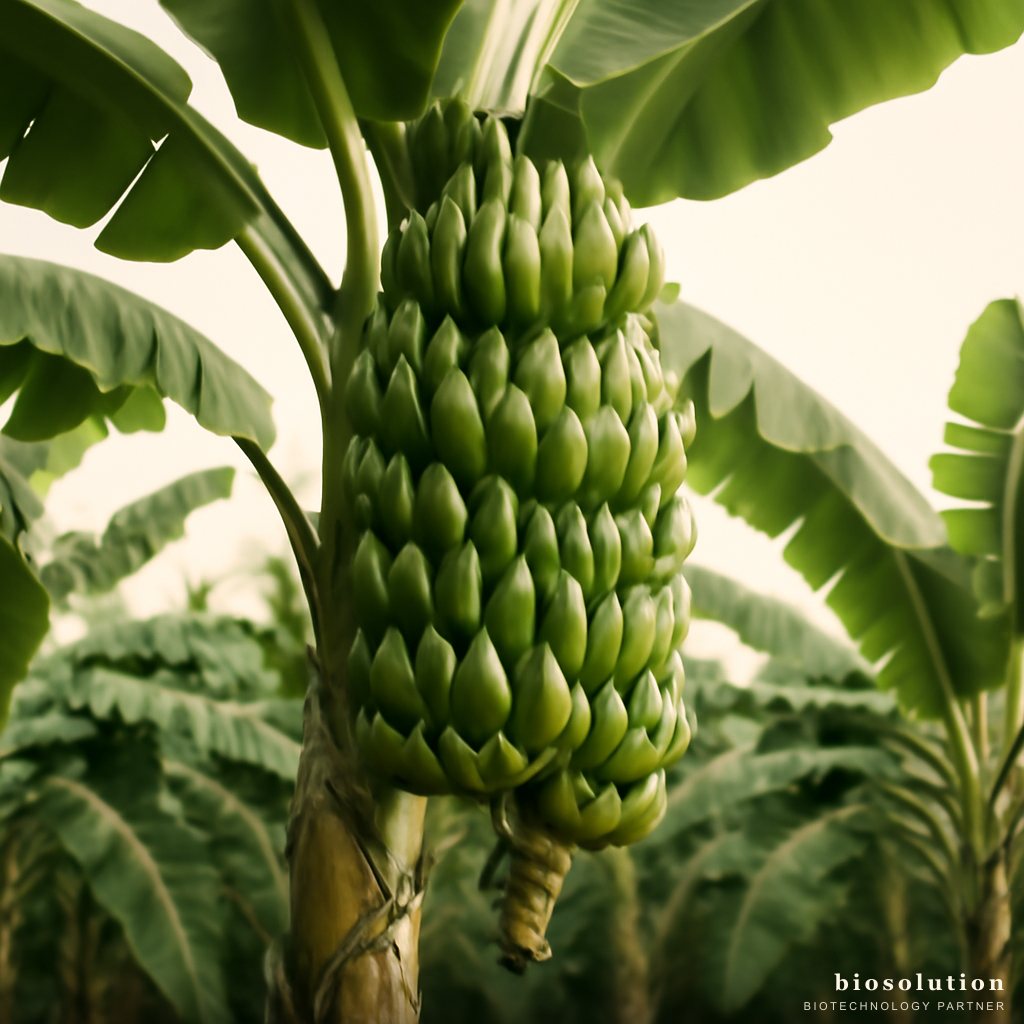 Pupuk Hayati untuk Pisang: Solusi Mikroba Tingkatkan Produksi Cavendish & Lokal