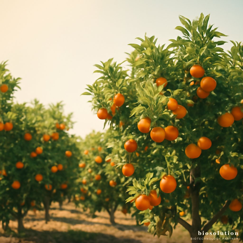Pupuk Hayati Buah Jeruk: Solusi Mikroba untuk Jeruk Siam & Pamelo