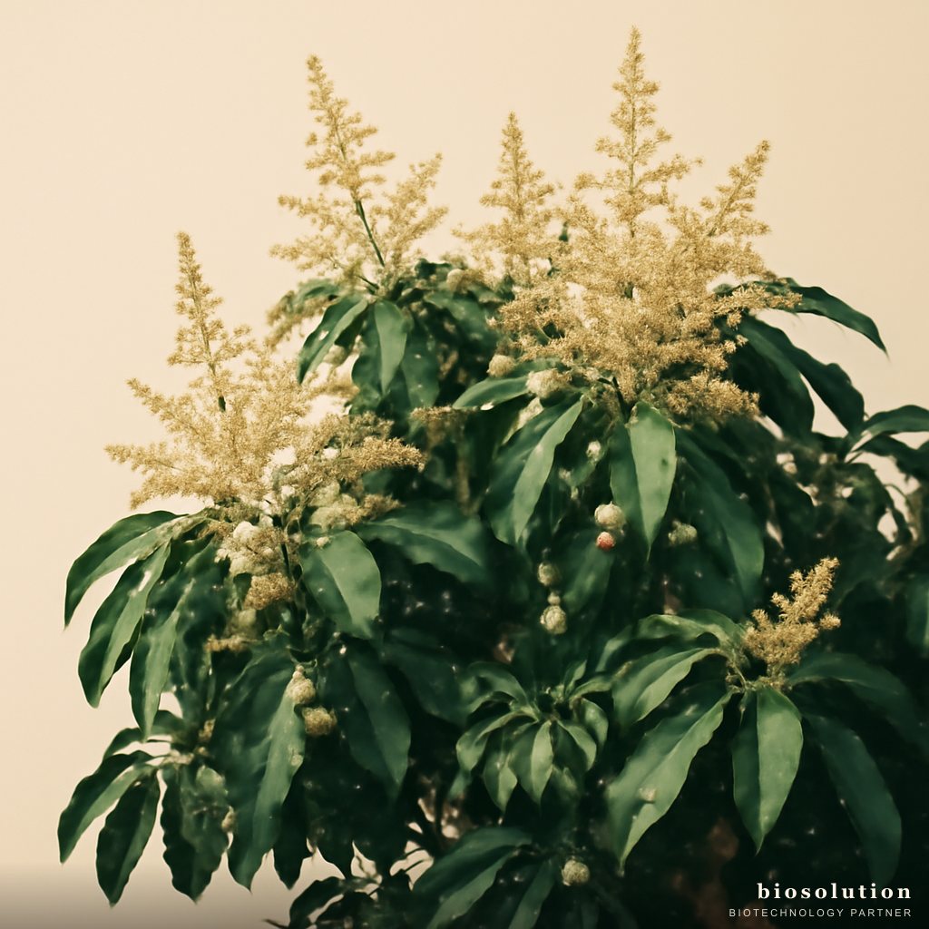 Stimulating Off-Season Mango Flowers with Microbial POC