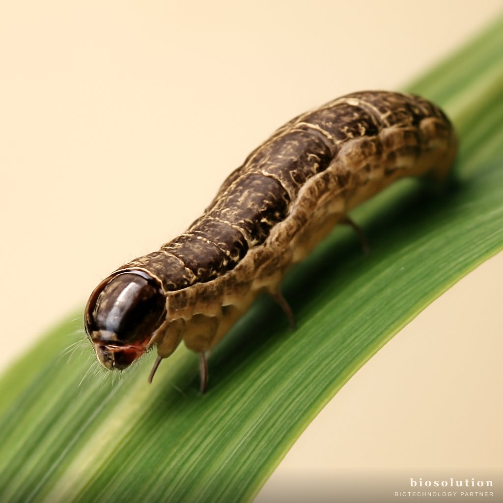 Biologically Controlling Fall Armyworm in Corn