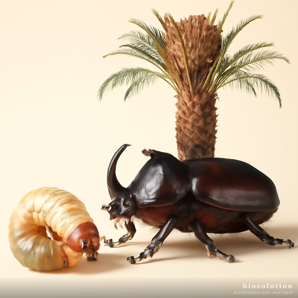 Anti Penggerek Kumbang Sawit Oryctes: Biokontrol dengan Metarhizium