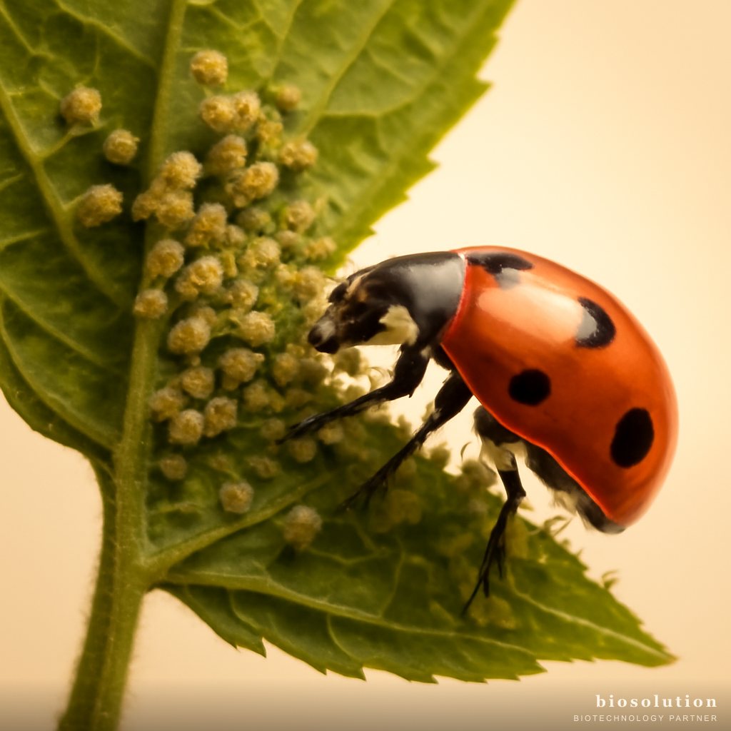 Anti Kutu Daun Aphid Kebul: Biokontrol Kutu Daun dan Kutu Kebul