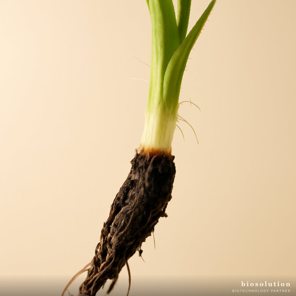 Root and Stem Biofungicide: A Solution for Controlling Pathogenic Fungi