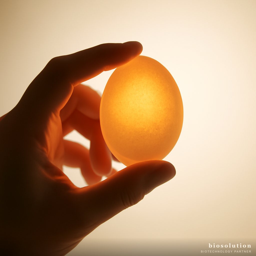 Overcoming Thin Eggshells with Probiotics