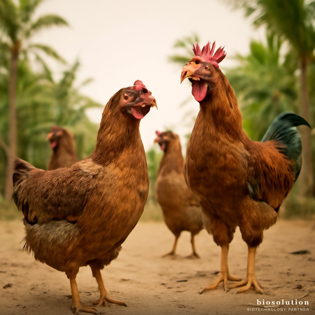 KUB Free-Range Chicken Probiotics: A Healthy & Economical Solution