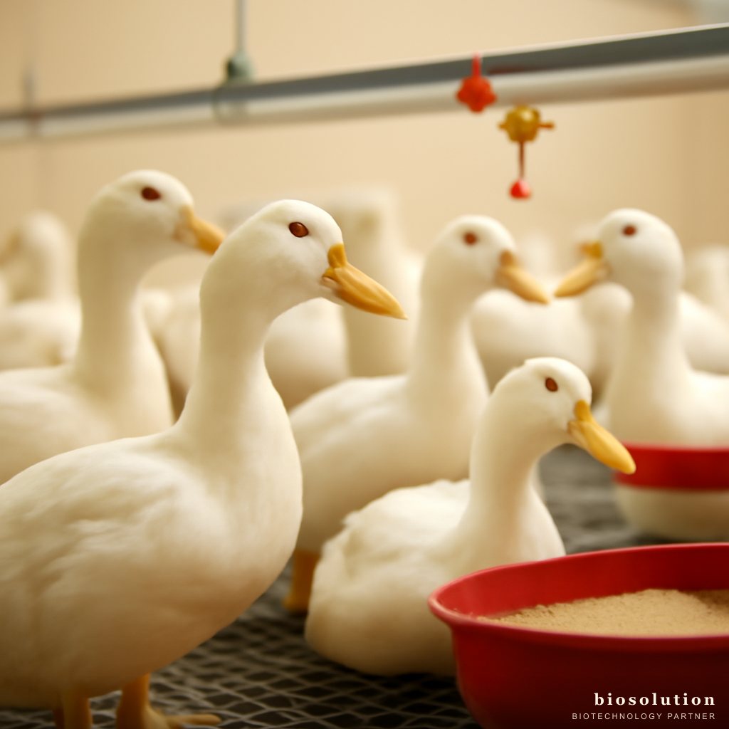 Probiotik Bebek Pedaging FCR untuk Pertumbuhan Optimal