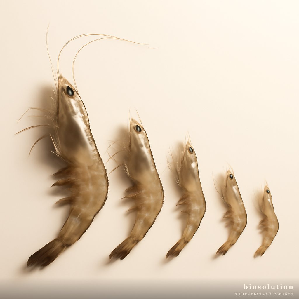 Causes of Slow Shrimp Growth in Ponds and Probiotic Solutions