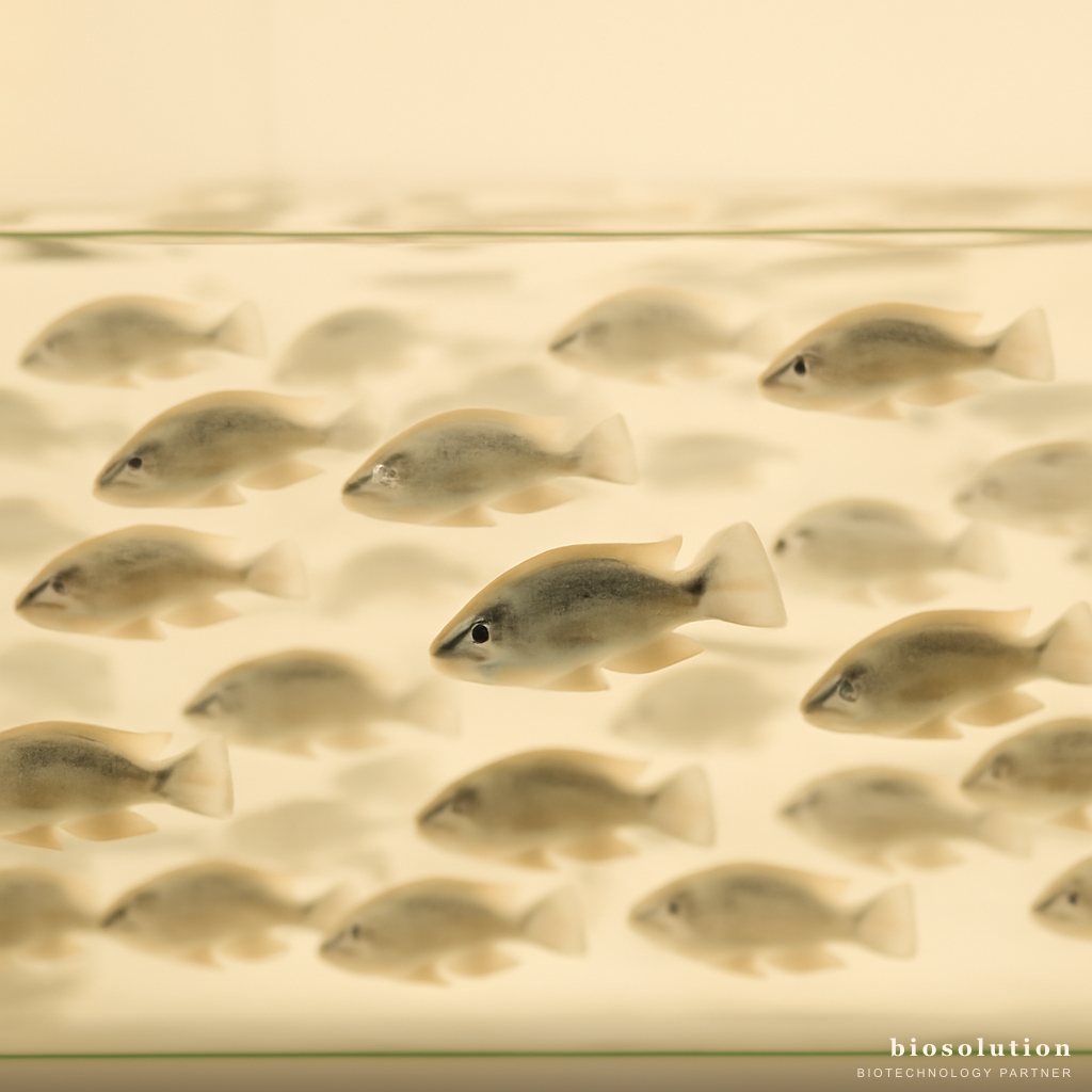 Pond Management After Sex Reversal of Monosex Male Tilapia